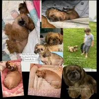 Tiny Little Moose!! Sweetest baby you will ever meet!! , a female Shih Tzu for sale in Nashville, TN – 6 of 10