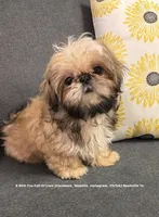 Sweetest little tiny boy ever !! Moose (video in ad), a male Shih Tzu for sale in Nashville, TN – 5 of 6