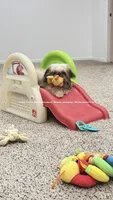 ** Moose ** the most absolute Sweetest Tiny little man , a male Shih Tzu for sale in Nashville, TN – 2 of 8