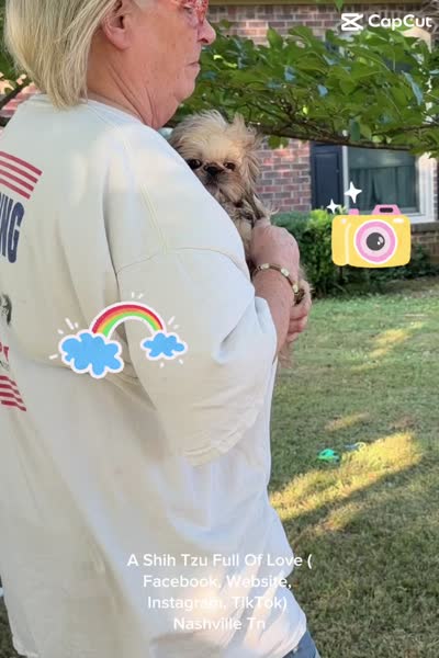 Tiny little Moose!! Your best friend is here waiting. Video in ad, a male Shih Tzu for sale in Nashville, TN – 2 of 10