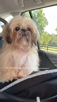 Sweetest little boy you will ever meet!! MOOSE!! Gorgeous VIDEO IN AD , a male Shih Tzu for sale in Nashville, TN – 10 of 10