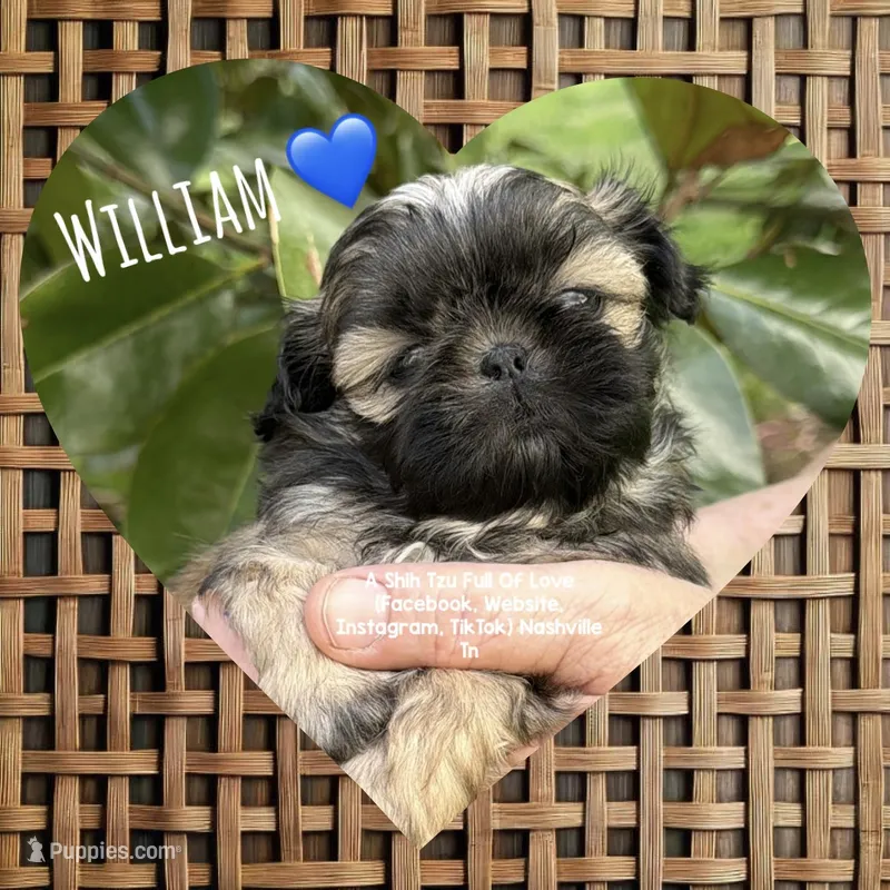 ** William ** – Shih Tzu puppy for sale in Nashville, TN