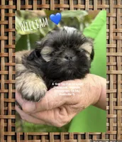 ** William **, a male Shih Tzu for sale in Nashville, TN – Photo 4 of 10