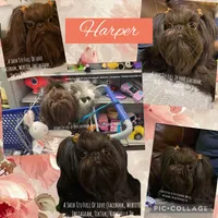 Posey !! GORGEOUS, CHOCOLATE LIVER GIRL !! Video in ad, a female Shih Tzu for sale in Nashville, TN – 2 of 5