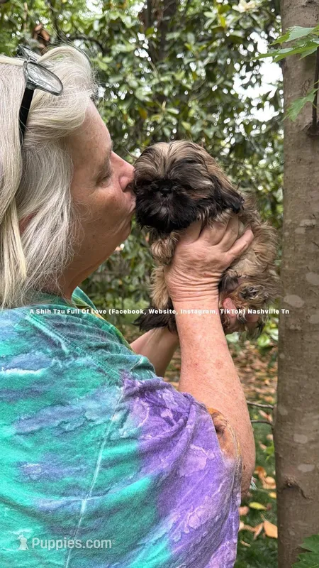 ** Princess Mila **, a female Shih Tzu for sale in Nashville, TN – Photo 1 of 3