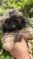** Princess Mila **, a female Shih Tzu for sale in Nashville, TN – Photo 2 of 3