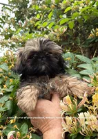 ** Princess Mila **, a female Shih Tzu for sale in Nashville, TN – Photo 3 of 3