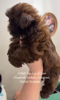 TINY STUNNING GORGEOUS PRINCESS POSEY Beautiful sweetheart VIDEO IN AD, a female Shih Tzu for sale in Nashville, TN – 3 of 10