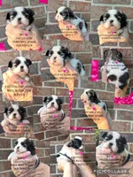 Beautiful little dolly !! VIDEO IN AD, a female Shih Tzu for sale in Nashville, TN – 1 of 5