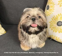 *Prince William * Sweetest Snuggle Buggle EVER!! (Video in ad), a male Shih Tzu for sale in Nashville, TN – 6 of 9