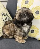 Princess 👑 Mila , a female Shih Tzu for sale in Nashville, TN – 2 of 10