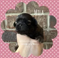 ~~~ MILA ~~~, a female Shih Tzu for sale in Nashville, TN – Photo 3 of 10