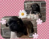 ~~~ MILA ~~~, a female Shih Tzu for sale in Nashville, TN – Photo 5 of 10