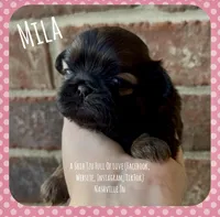 ~~~ MILA ~~~, a female Shih Tzu for sale in Nashville, TN – Photo 2 of 10