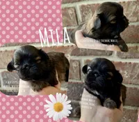 ~~~ MILA ~~~, a female Shih Tzu for sale in Nashville, TN – Photo 6 of 10