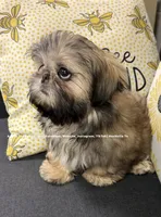 ** Prince William 🫅🏽 **, a male Shih Tzu for sale in Nashville, TN – 2 of 10