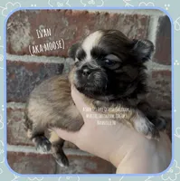 * IVAN * AKA MOOSE !! , a male Shih Tzu for sale in Nashville, TN – Photo 1 of 10