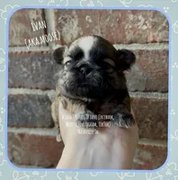 * IVAN * AKA MOOSE !! , a male Shih Tzu for sale in Nashville, TN – Photo 2 of 10