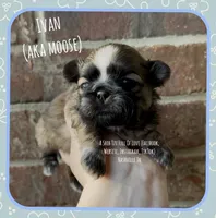 * IVAN * AKA MOOSE !! , a male Shih Tzu for sale in Nashville, TN – Photo 3 of 10