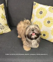 *Prince William * Sweetest Snuggle Buggle EVER!! (Video in ad), a male Shih Tzu for sale in Nashville, TN – 3 of 8