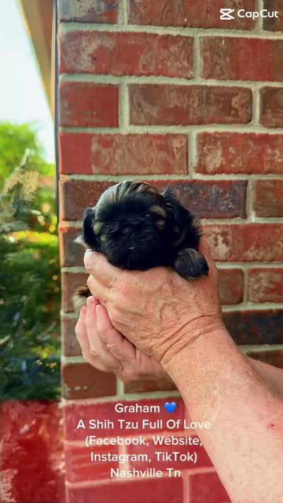LIVING SNUGGLY TEDDY BEAR!! Handsome little Graham 💙 video in ad, a male Shih Tzu for sale in Nashville, TN – 2 of 9