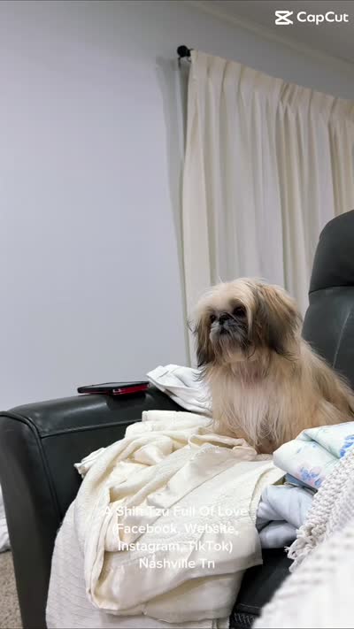 Tiny Sweet baby moose!! HANDSOME SWEETHEART EVER!! ** video in ad**, a male Shih Tzu for sale in Nashville, TN – 10 of 10