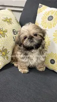*~* STUNNING Handsome Little moose *~* (see video), a male Shih Tzu for sale in Nashville, TN – 5 of 9