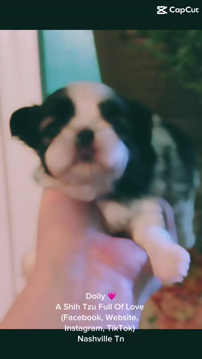 Beautiful little dolly !! VIDEO IN AD, a female Shih Tzu for sale in Nashville, TN – 2 of 5