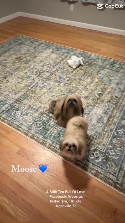 Sweetest little boy you will ever meet!! MOOSE!! Gorgeous VIDEO IN AD , a male Shih Tzu for sale in Nashville, TN – 9 of 10