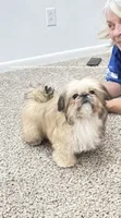 Tiny Moose!! Sweetest little man you will ever meet!!, a male Shih Tzu for sale in Nashville, TN – 6 of 8