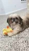 *See Videos* Sweetest Tiny Little Boy *Moose* you will ever meet!!, a male Shih Tzu for sale in Nashville, TN – 6 of 8