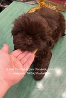Phenomenal stunning little little chocolate girl Penelope VIDEO IN AD, a female Shih Tzu for sale in Nashville, TN – 2 of 8