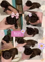 Penelope !! FABULOUS little chocolate liver girl!! VIDEO IN AD , a female Shih Tzu for sale in Nashville, TN – 5 of 5