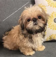 Sweetest Little boy you will ever meet!! * Moose * , a male Shih Tzu for sale in Nashville, TN – 2 of 9
