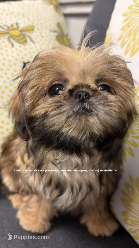 ~~ Tiny Lizzie girl ~~ – Shih Tzu puppy for sale in Nashville, TN