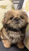 ~~ Tiny Lizzie girl ~~, a female Shih Tzu for sale in Nashville, TN – 1 of 9