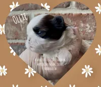 *~* OLLIE *~*, a male Shih Tzu for sale in Nashville, TN – Photo 3 of 10