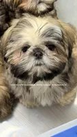 *Prince William * Sweetest Snuggle Buggle EVER!! (Video in ad), a male Shih Tzu for sale in Nashville, TN – 5 of 8