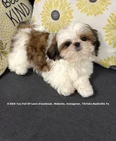 ^^ Ollie ^^, a male Shih Tzu for sale in Nashville, TN – 4 of 10