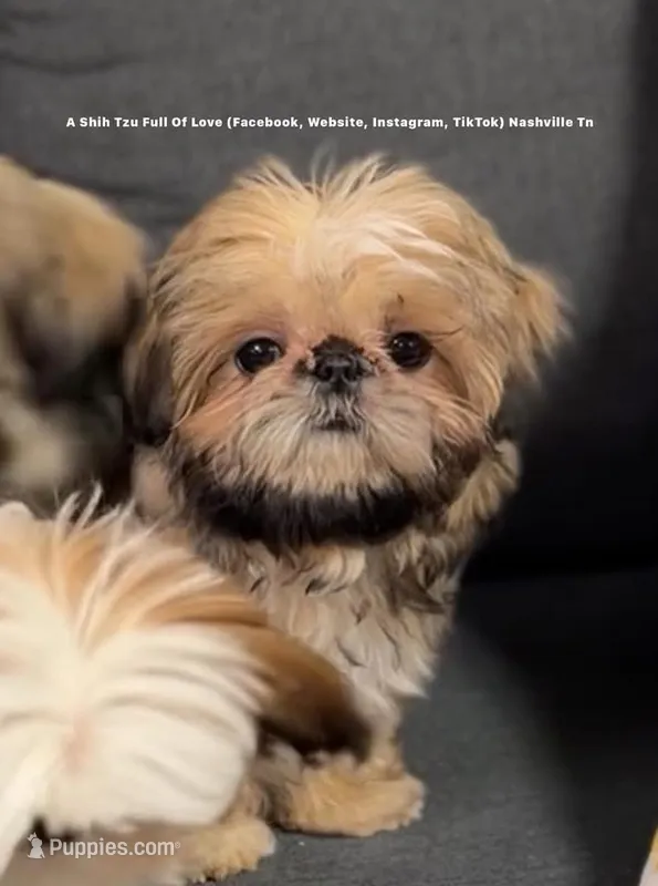 Sweetest Little boy you will ever meet!! * Moose * video in ad – Shih Tzu puppy for sale in Nashville, TN