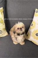 Sweetest Little boy you will ever meet!! * Moose * , a male Shih Tzu for sale in Nashville, TN – 7 of 9