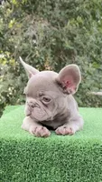 Bobby , a male French Bulldog for sale in Tampa, FL – 8 of 10