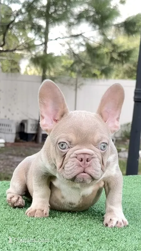 Jack – French Bulldog puppy for sale in Tampa, FL