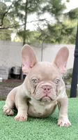 Jack, a male French Bulldog for sale in Tampa, FL – 1 of 5