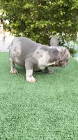 Jeremiah , a male French Bulldog for sale in Tampa, FL – 3 of 5