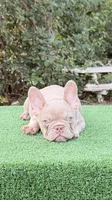 Jack, a male French Bulldog for sale in Tampa, FL – 5 of 5