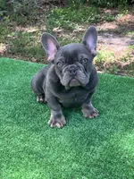 Bluey, a male French Bulldog for sale in Tampa, FL – 1 of 1