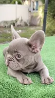 Bobby , a male French Bulldog for sale in Tampa, FL – 3 of 10