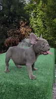 Angel, a male French Bulldog for sale in Tampa, FL – 5 of 5