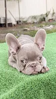Bobby , a male French Bulldog for sale in Tampa, FL – 5 of 10
